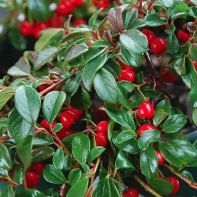 Кизильник Даммера в Слониме