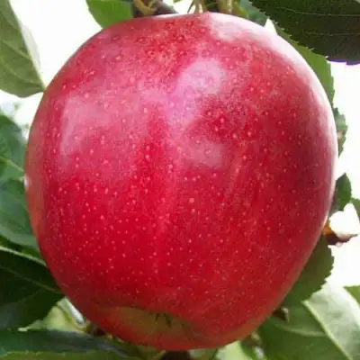 Яблоня ГАЛА МАСТ в Слониме