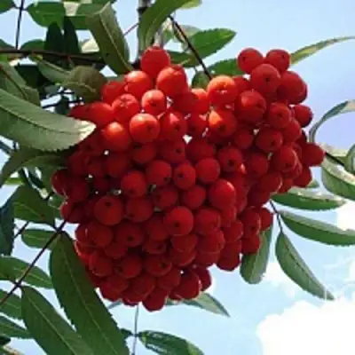 Рябина САХАРНАЯ ПЕТРОВА сладкоплодная в Слониме