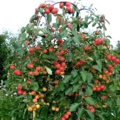 Яблоня ХЮВИНГИЕНЗИС декоративная в Слониме