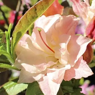 Азалия КЭННОНС ДАБЛ листопадная в Слониме