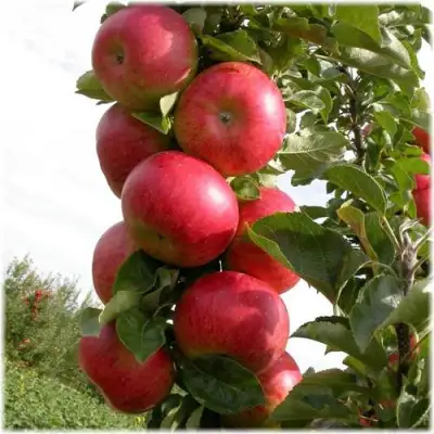 Яблоня ОСТАНКИНО колонновидная в Слониме