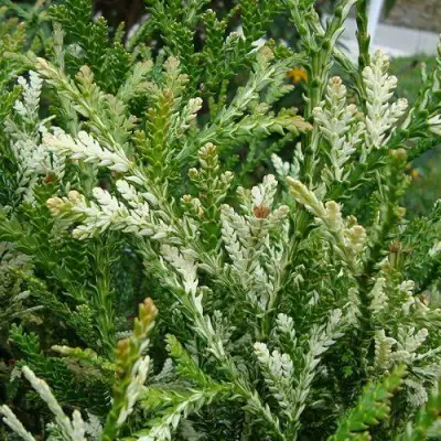 Туевик ВАРИЕГАТА долотовидный в Слониме