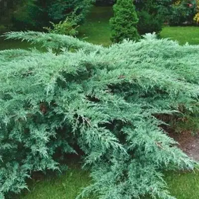 Можжевельник ГРЕЙ ОУЛ виргинский  в Слониме