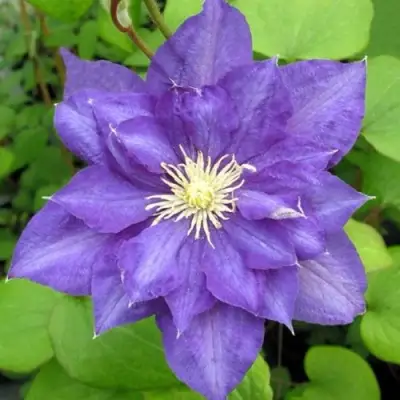 Клематис БЬЮТИ ОФ ВОЧЕСТЕР в Слониме