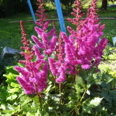 Астильба ЭЛИЗАБЕТ ВАН ВИН японская в Слониме