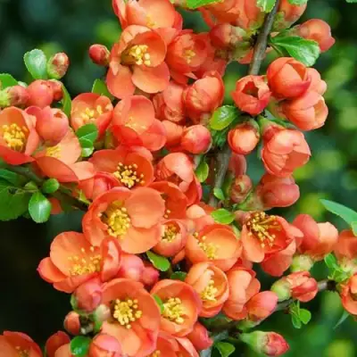 Айва ОРАНЖ ТРЕЙЛ в Слониме