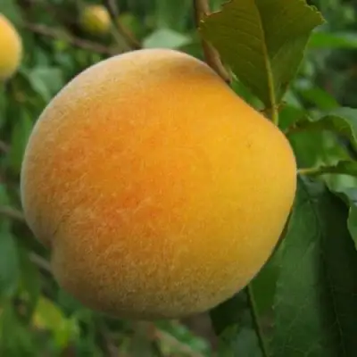 Персик ДОНЕЦКИЙ ЖЕЛТЫЙ в Слониме