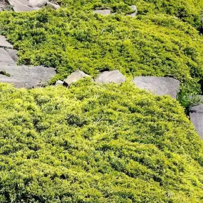 Можжевельник ГОЛДЕН КАРПЕТ горизонтальный  в Слониме