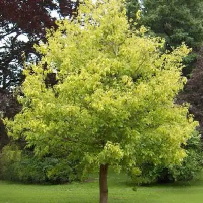 Клен ясенелистный в Слониме