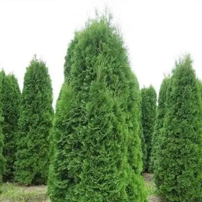 Туя КОЛУМНА западная в Слониме