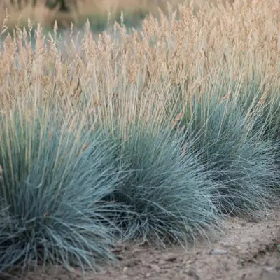 Овсяница АЙСФОГЕЛЬ сизая в Слониме
