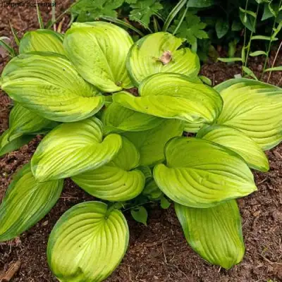 Хоста СТЕЙНД ГЛАСС гибридная в Слониме