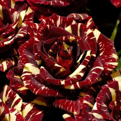 Роза АБРАКАДАБРА чайно-гибридная в Слониме