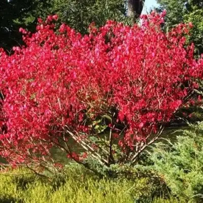 Бересклет ЕВРОПЕЙСКИЙ в Слониме