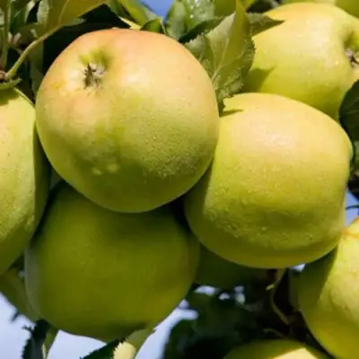 Яблоня МУТСУ в Слониме