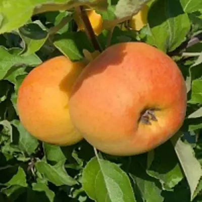 Яблоня АНТОНОВКА ЗОЛОТАЯ в Слониме