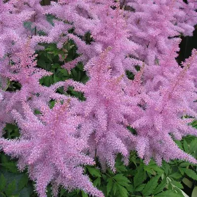 Астильба ГИАЦИНТ Арендса в Слониме