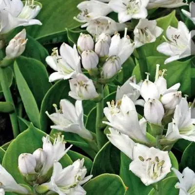 Хоста МОНСТЕР ИРЗ гибридная в Слониме