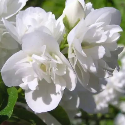 Жасмин ЖИРАНДОЛЬ в Слониме