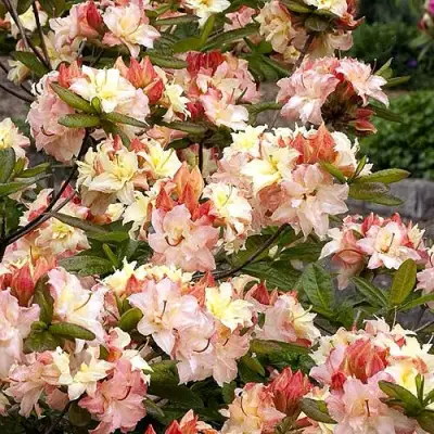 Азалия КЭННОНС ДАБЛ листопадная в Слониме