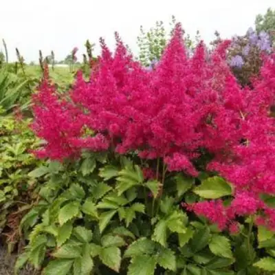 Астильба САННИ ДЕЙ гибридная в Слониме