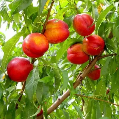 Нектарин ХАРБЛЕЙЗ в Слониме