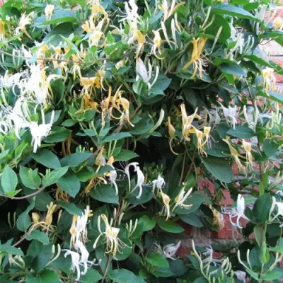 Жимолость ХАЛЛИАНА японская (Хелиана) в Слониме