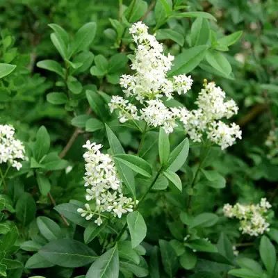 Бирючина обыкновенная АТРОВИРЕНС в Слониме