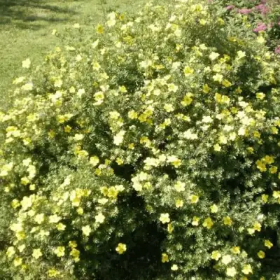 Лапчатка КЛОНДАЙК кустарниковая в Слониме