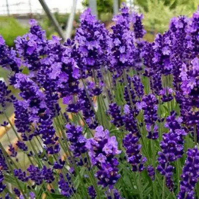Лаванда ХИДКОТ БЛЮ узколистная в Слониме