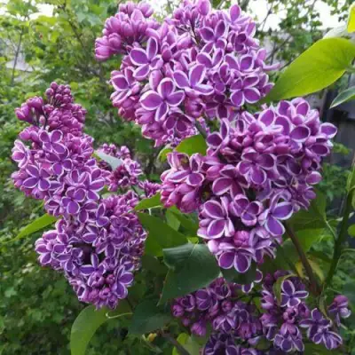 Сирень СЕНСАЦИЯ в Слониме