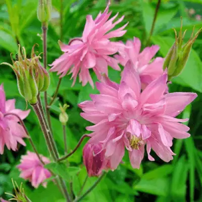 Аквилегия БАРЛОУ ПИНК гибрид МакКаны в Слониме