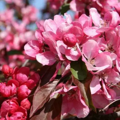 Яблоня РУДОЛЬФ декоративная  в Слониме