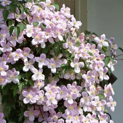 Клематис ГОРНЫЙ в Слониме