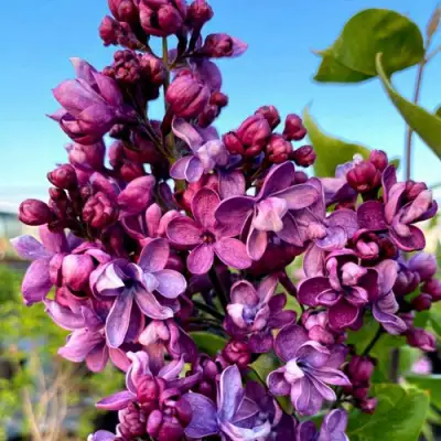 Сирень ВИОЛЕТТА в Слониме