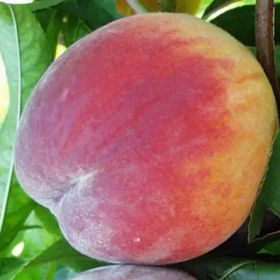 Персик ТОП СВИТ в Слониме