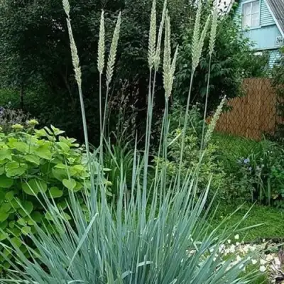 Элимус БЛЮ ДЮН песчаный в Слониме