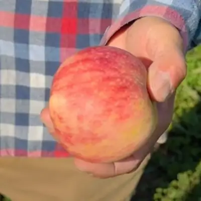 Яблоня ВАСЮГАН колонновидная в Слониме