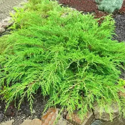 Микробиота ЯКОБСЕН перекрестнопарная в Слониме