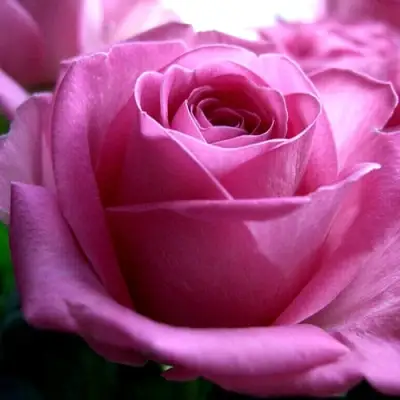 Роза ЭЙФЕЛЕВА БАШНЯ чайно-гибридная в Слониме