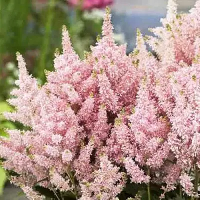 Астильба ЮНИК САЛМОН гибридная в Слониме