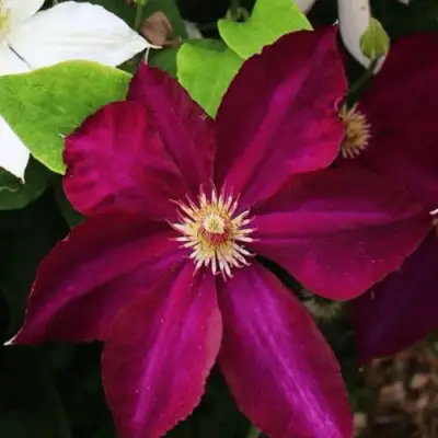 Клематис МАЗОВШЕ в Слониме