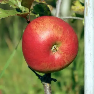 Яблоня ДЫЯМЕНТ в Слониме
