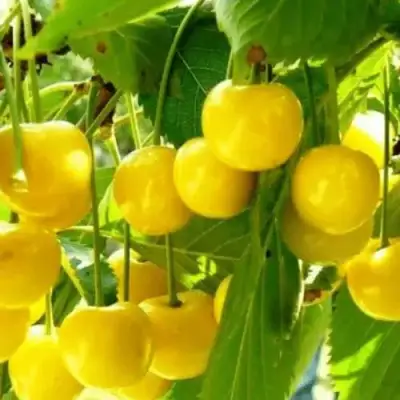 Черешня ПОДСНЕЖНИК в Слониме