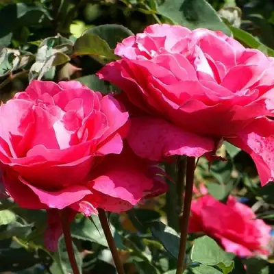 Роза ВИЕН РОУЗ чайно-гибридная в Слониме