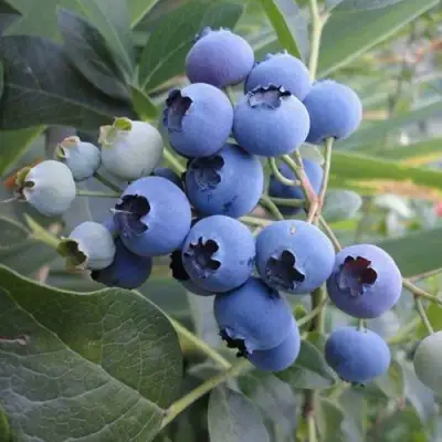 Голубика ЛЕГАЦИЯ в Слониме