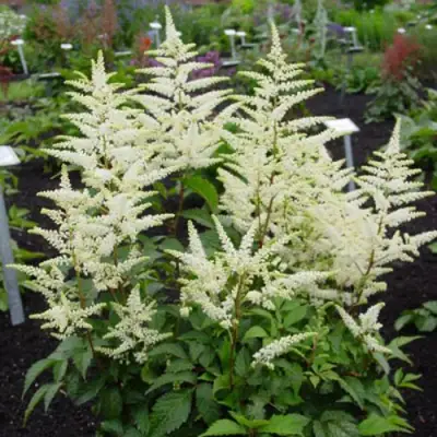 Астильба БРАУТШЛЕЙЕР Арендса в Слониме