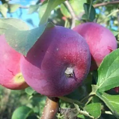 Яблоня СЕРЕБРЯНОЕ КОПЫТЦЕ в Слониме