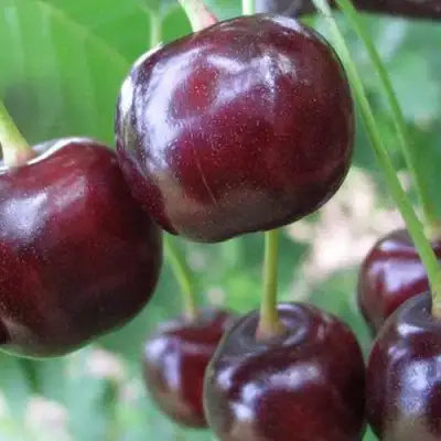 Дюк ФАКЕЛ в Слониме